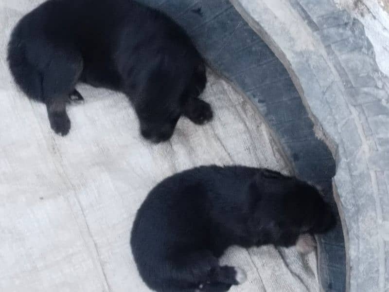 3 female puppy hy 2