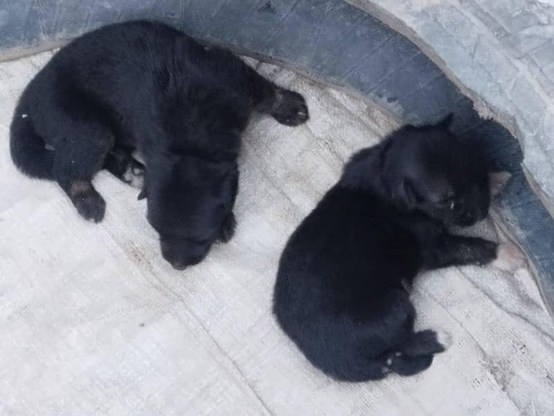 3 female puppy hy 3