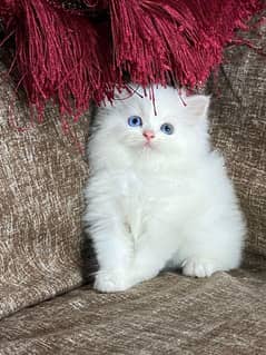 Persian kitten available now