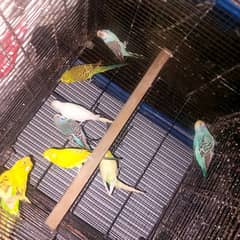 Australian parrots King Size red Breeder 4 pair 0