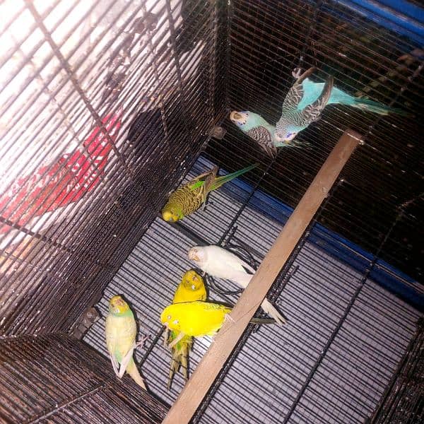 Australian parrots King Size red Breeder 4 pair 1