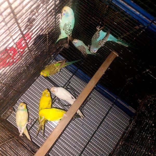 Australian parrots King Size red Breeder 4 pair 2