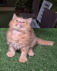 Ginger Fluffy Pure Persian,Kitten Persian cat| cute face kittens