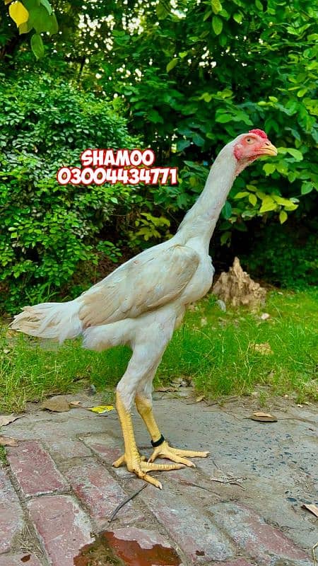 Shamoo 03004434771 1