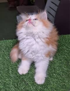 Heavy Fur Triple coat pure Persian kitten