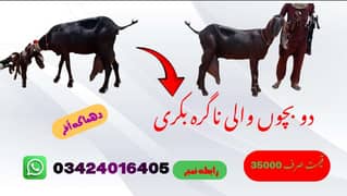 2 Bachon Wali Nagra Bakri Sale Call 03424016405