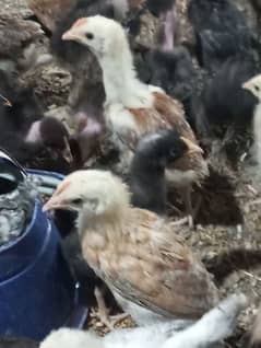 30 days old desi chicks/ golden misri chicks/ desi choose/ desi hens