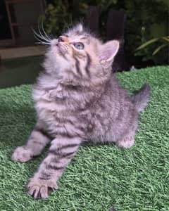 Tabby  Cute Persian kittenl Persian cat | kitten |