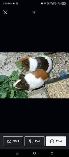 guinea pigs