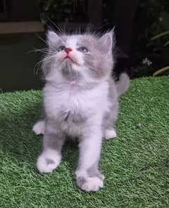 Gray Bi Color cute Persian kitten l Fluffy cute face kitten