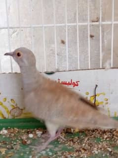 RED EYE DOVES PAIR AND SINGLE TOTAL 3 BIRDS