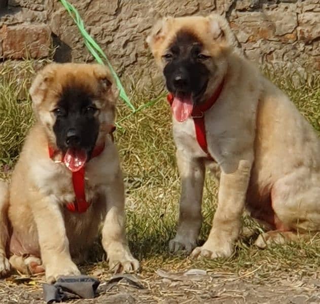 Kurdish Kangal puppies pair full security dogs havey bone for sale 0