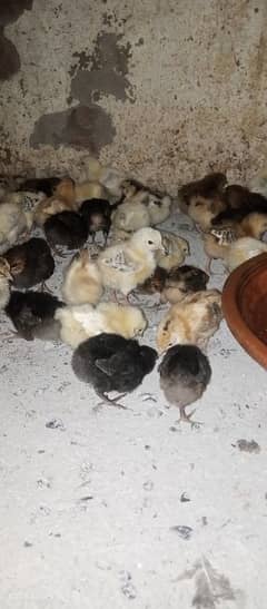 30 din k golden misri chicks for sale healthy and fully active