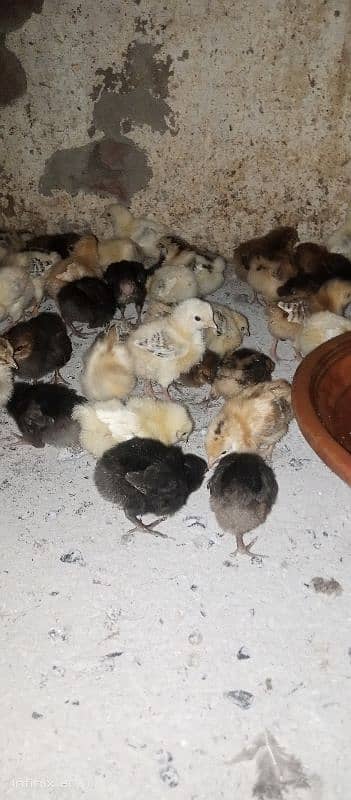 15 se 20 din k golden misri chicks for sale healthy and fully active 0