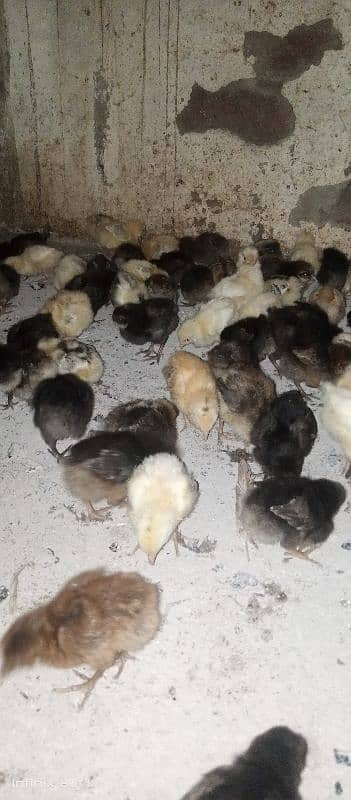 15 se 20 din k golden misri chicks for sale healthy and fully active 1