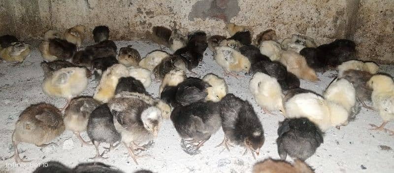 15 se 20 din k golden misri chicks for sale healthy and fully active 2