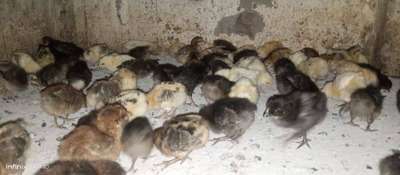 15 se 20 din k golden misri chicks for sale healthy and fully active 3