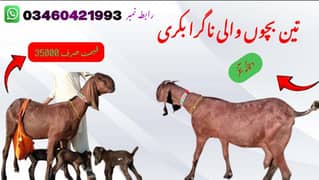 3 Bachon Wali Nagra Bakri Sale Call 03460421993