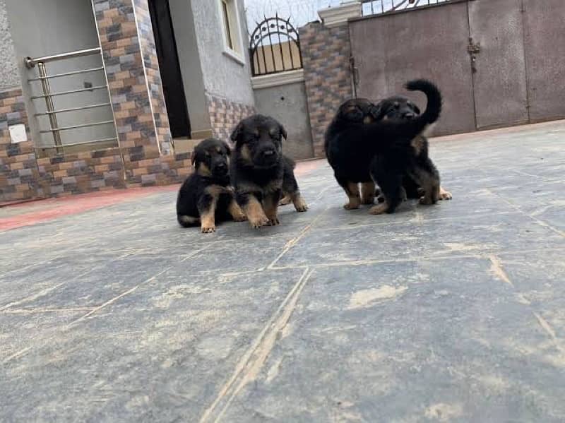 German shepherd puppies for sale / puppy / GSD pup / german shepherd 1