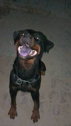 rottweiler