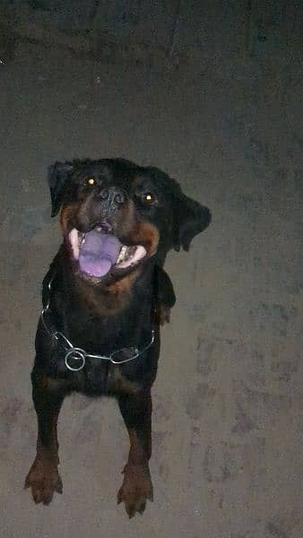 rottweiler breeder female 1