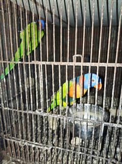 red collar loorikeets chicks for sale