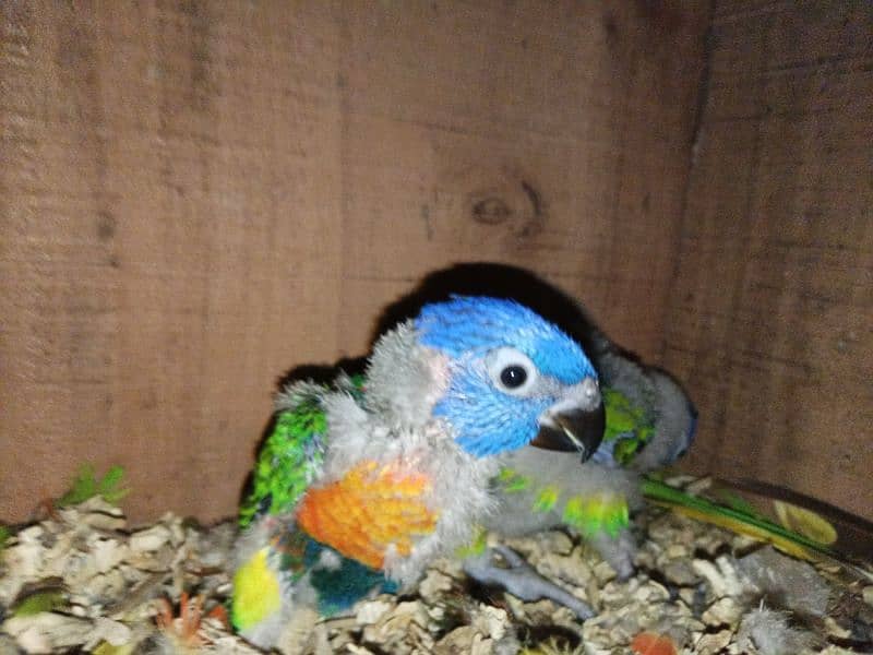 red collar loorikeets chicks for sale 1