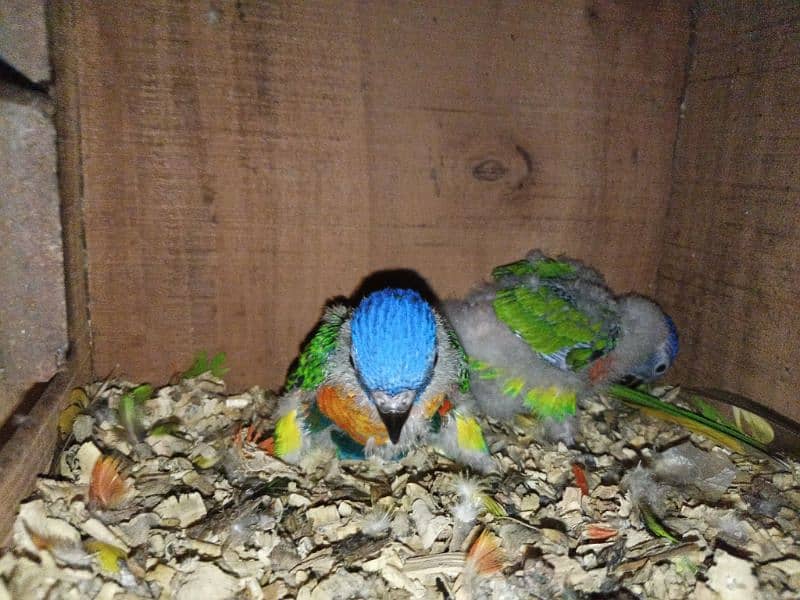 red collar loorikeets chicks for sale 2