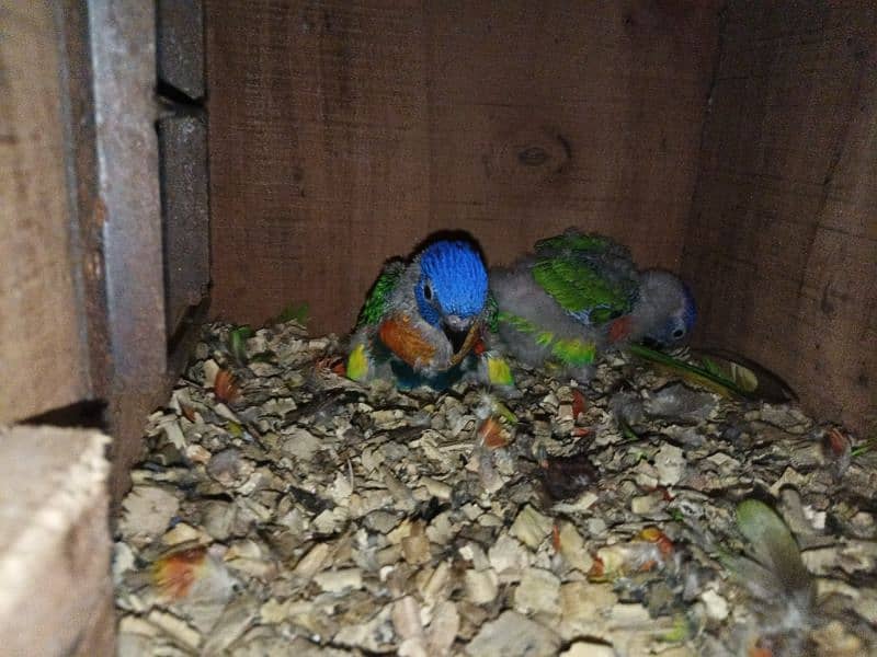 red collar loorikeets chicks for sale 3