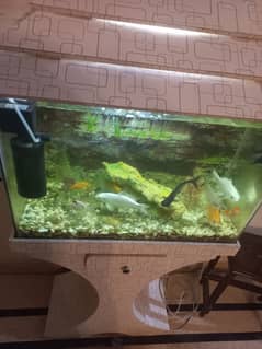 Selling my beautiful 2 feet aquarium with fish