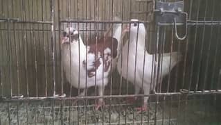 King modina pigeons