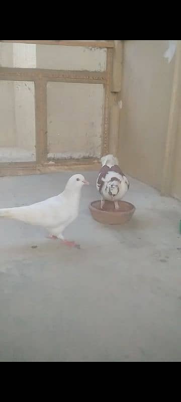 King modina pigeons 3