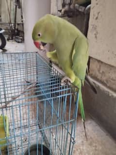 Green Parrot for sale