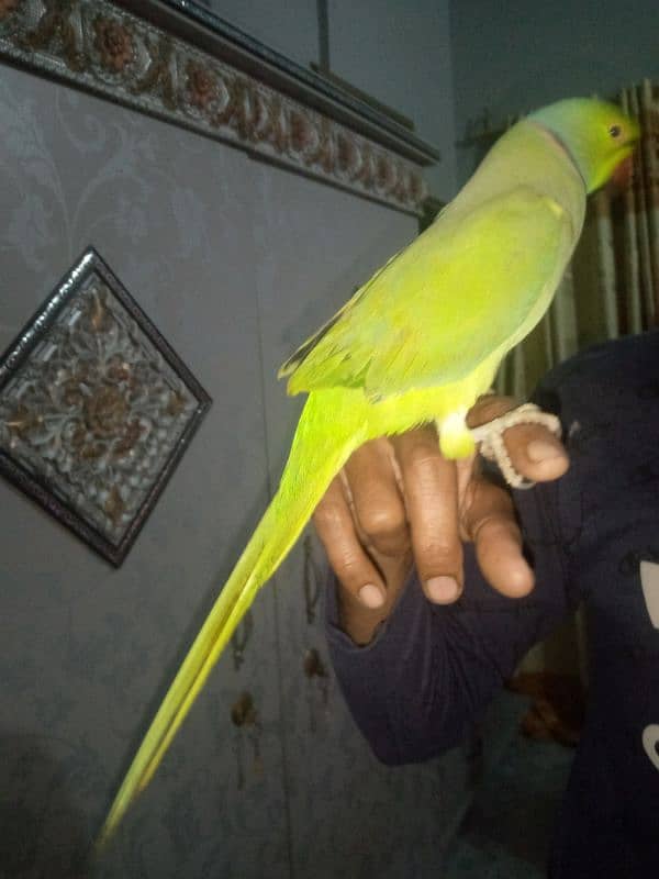 green ringneck for sell context. 03122784411 1