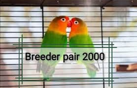 love breader pair 0