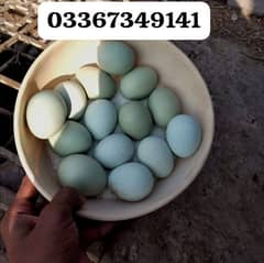 Fancy breed Americuna Top Quality ka  fresh/ fertile eggs available ha