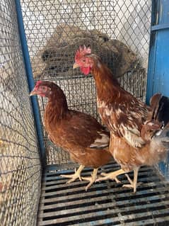 Rhode Island Red / Rir Readtobreed pair available for sale 03044453200