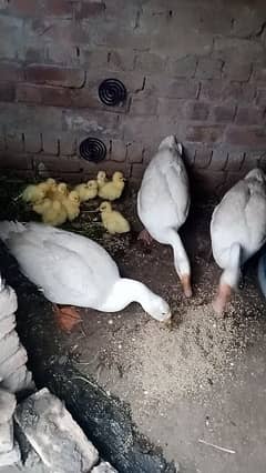 white duck pair young