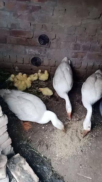 white duck pair young 1