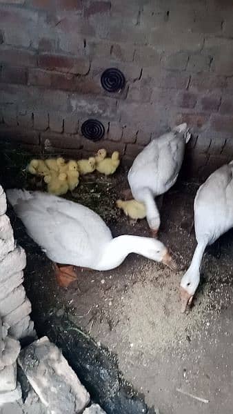 white duck pair young 2