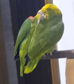 double yellow headed amazon breeder pair