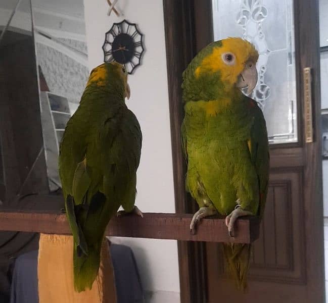 double yellow headed amazon breeder pair 1