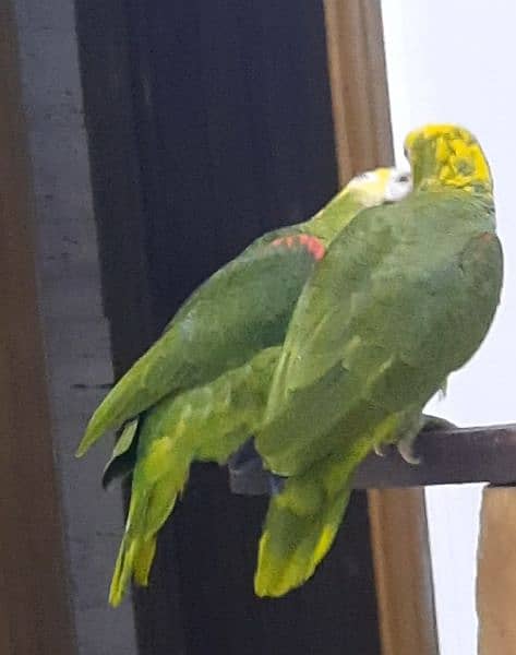 double yellow headed amazon breeder pair 2