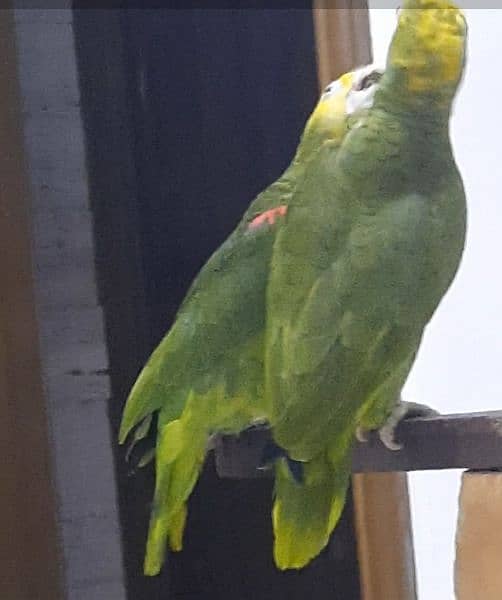 double yellow headed amazon breeder pair 3