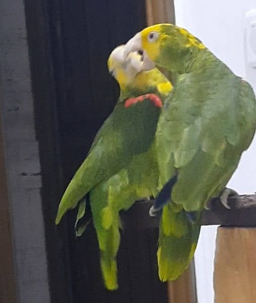 double yellow headed amazon breeder pair 4