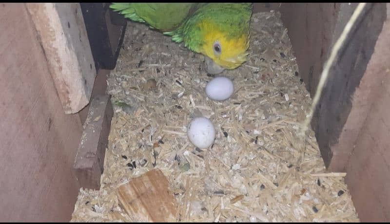 double yellow headed amazon breeder pair 6