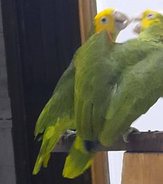 double yellow headed amazon breeder pair 7