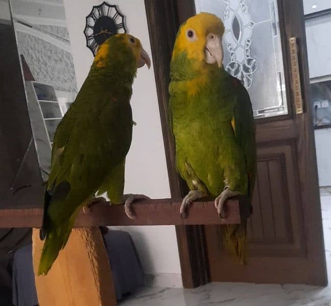 double yellow headed amazon breeder pair 8