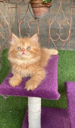 Persian Kitten urgent sale