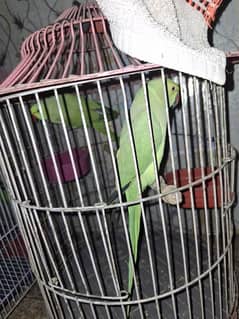 talking pair beautiful parrots Ling tails All OK 03204590697 whatsapp